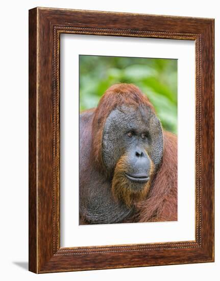 Indonesia, Central Kalimatan-Nigel Pavitt-Framed Photographic Print