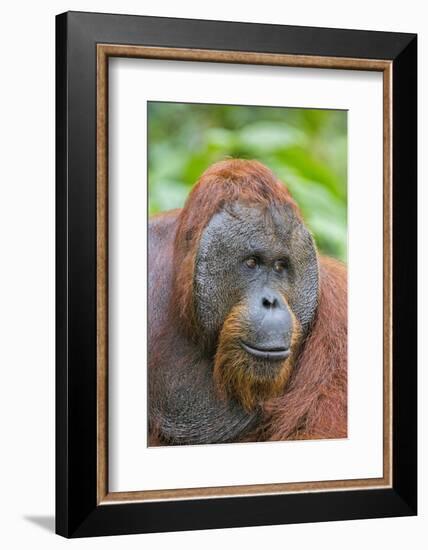 Indonesia, Central Kalimatan-Nigel Pavitt-Framed Photographic Print