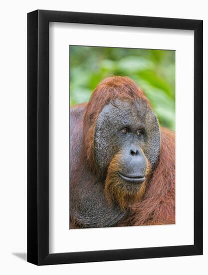 Indonesia, Central Kalimatan-Nigel Pavitt-Framed Photographic Print