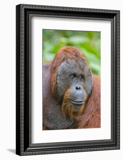 Indonesia, Central Kalimatan-Nigel Pavitt-Framed Photographic Print