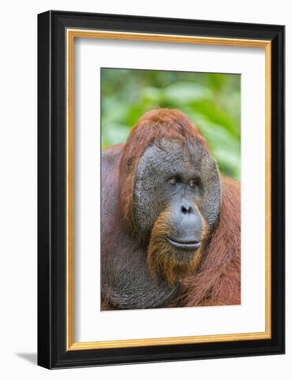 Indonesia, Central Kalimatan-Nigel Pavitt-Framed Photographic Print