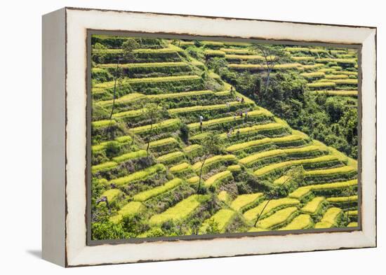 Indonesia, Flores Island, Bajawa. Farmers Harvest Rice on Terraced Rice Fields Near Bajawa.-Nigel Pavitt-Framed Premier Image Canvas