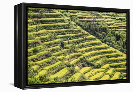 Indonesia, Flores Island, Bajawa. Farmers Harvest Rice on Terraced Rice Fields Near Bajawa.-Nigel Pavitt-Framed Premier Image Canvas