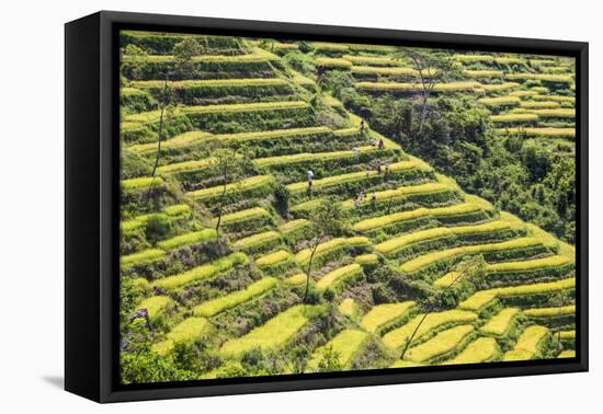 Indonesia, Flores Island, Bajawa. Farmers Harvest Rice on Terraced Rice Fields Near Bajawa.-Nigel Pavitt-Framed Premier Image Canvas