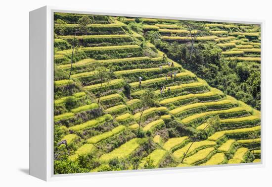 Indonesia, Flores Island, Bajawa. Farmers Harvest Rice on Terraced Rice Fields Near Bajawa.-Nigel Pavitt-Framed Premier Image Canvas