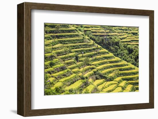 Indonesia, Flores Island, Bajawa. Farmers Harvest Rice on Terraced Rice Fields Near Bajawa.-Nigel Pavitt-Framed Photographic Print