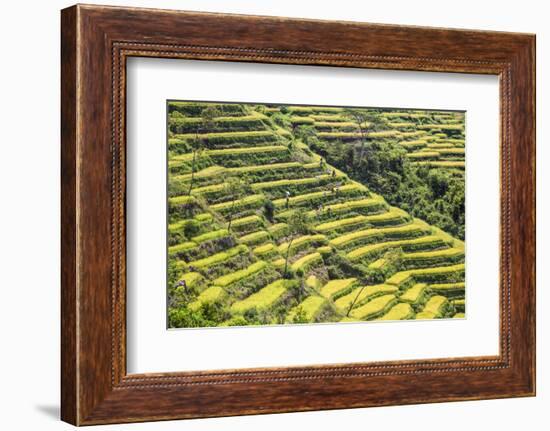 Indonesia, Flores Island, Bajawa. Farmers Harvest Rice on Terraced Rice Fields Near Bajawa.-Nigel Pavitt-Framed Photographic Print