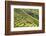 Indonesia, Flores Island, Bajawa. Farmers Harvest Rice on Terraced Rice Fields Near Bajawa.-Nigel Pavitt-Framed Photographic Print