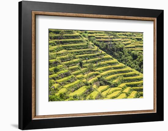 Indonesia, Flores Island, Bajawa. Farmers Harvest Rice on Terraced Rice Fields Near Bajawa.-Nigel Pavitt-Framed Photographic Print