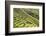 Indonesia, Flores Island, Bajawa. Farmers Harvest Rice on Terraced Rice Fields Near Bajawa.-Nigel Pavitt-Framed Photographic Print