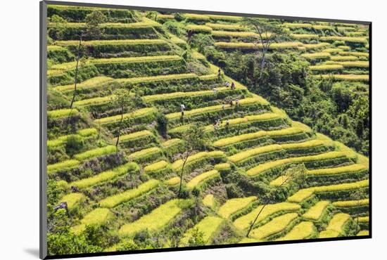 Indonesia, Flores Island, Bajawa. Farmers Harvest Rice on Terraced Rice Fields Near Bajawa.-Nigel Pavitt-Mounted Photographic Print