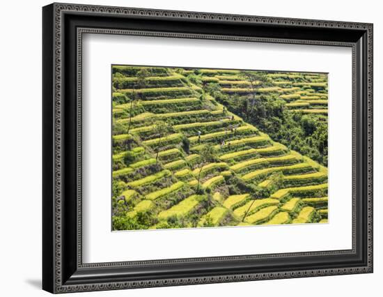 Indonesia, Flores Island, Bajawa. Farmers Harvest Rice on Terraced Rice Fields Near Bajawa.-Nigel Pavitt-Framed Photographic Print