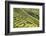 Indonesia, Flores Island, Bajawa. Farmers Harvest Rice on Terraced Rice Fields Near Bajawa.-Nigel Pavitt-Framed Photographic Print