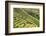 Indonesia, Flores Island, Bajawa. Farmers Harvest Rice on Terraced Rice Fields Near Bajawa.-Nigel Pavitt-Framed Photographic Print