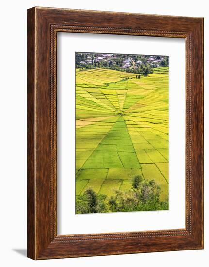 Indonesia, Flores Island, Cancar. the Attractive Spider S Web Rice Paddies Near Ruteng.-Nigel Pavitt-Framed Photographic Print