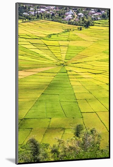 Indonesia, Flores Island, Cancar. the Attractive Spider S Web Rice Paddies Near Ruteng.-Nigel Pavitt-Mounted Photographic Print