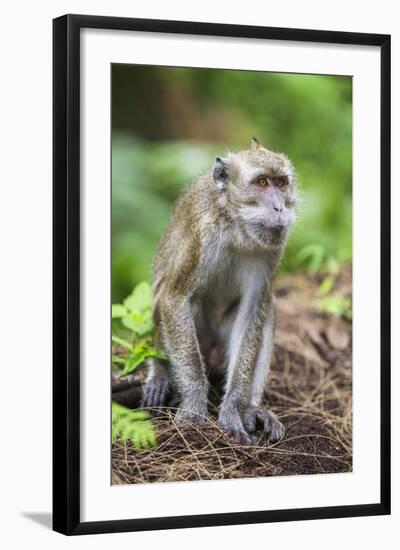 Indonesia, Flores Island, Moni. a Long-Tailed Macaque Monkey in the Kelimutu National Park-Nigel Pavitt-Framed Photographic Print