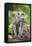 Indonesia, Flores Island, Moni. a Long-Tailed Macaque Monkey in the Kelimutu National Park-Nigel Pavitt-Framed Premier Image Canvas