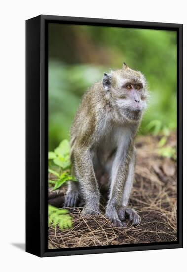 Indonesia, Flores Island, Moni. a Long-Tailed Macaque Monkey in the Kelimutu National Park-Nigel Pavitt-Framed Premier Image Canvas