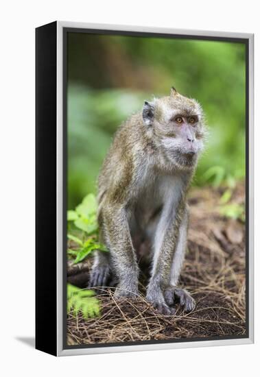 Indonesia, Flores Island, Moni. a Long-Tailed Macaque Monkey in the Kelimutu National Park-Nigel Pavitt-Framed Premier Image Canvas