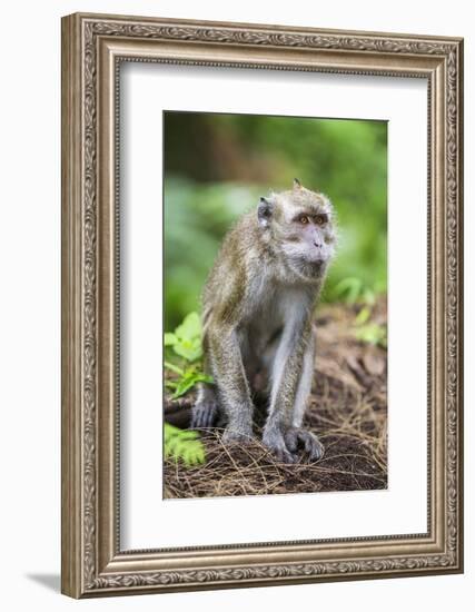 Indonesia, Flores Island, Moni. a Long-Tailed Macaque Monkey in the Kelimutu National Park-Nigel Pavitt-Framed Photographic Print