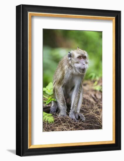 Indonesia, Flores Island, Moni. a Long-Tailed Macaque Monkey in the Kelimutu National Park-Nigel Pavitt-Framed Photographic Print