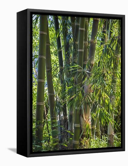 Indonesia, Flores Island, Ruteng a Clump of Stout Bamboo Growing Near Ruteng.-Nigel Pavitt-Framed Premier Image Canvas