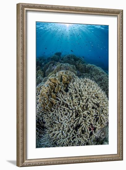 Indonesia, Forgotten Islands. Coral Reef Scenic-Jaynes Gallery-Framed Photographic Print