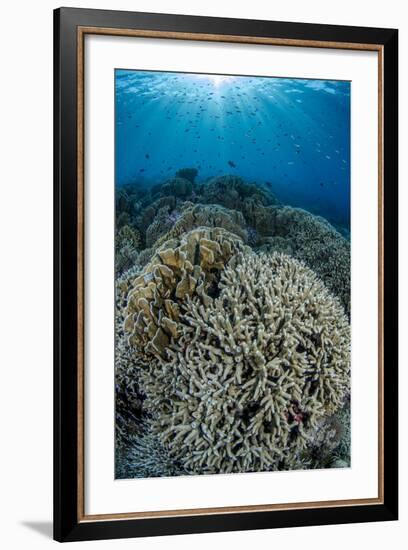 Indonesia, Forgotten Islands. Coral Reef Scenic-Jaynes Gallery-Framed Photographic Print