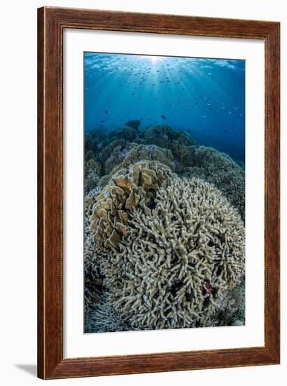 Indonesia, Forgotten Islands. Coral Reef Scenic-Jaynes Gallery-Framed Photographic Print