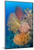 Indonesia, Forgotten Islands. Coral Reef Scenic-Jaynes Gallery-Mounted Photographic Print