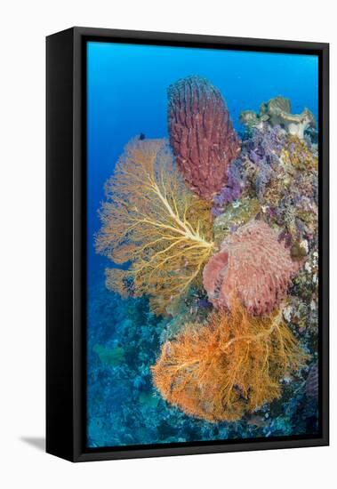 Indonesia, Forgotten Islands. Coral Reef Scenic-Jaynes Gallery-Framed Premier Image Canvas