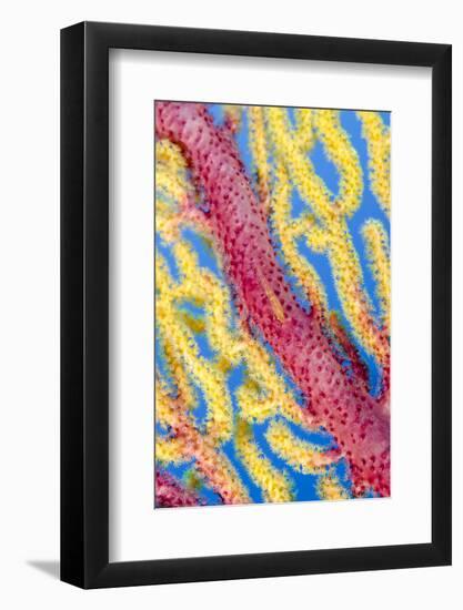Indonesia, Forgotten Islands. Goby Fish on Soft Coral-Jaynes Gallery-Framed Photographic Print
