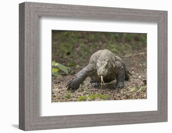 Indonesia, Komodo Dragon National Park. Close-up of Komodo dragon.-Jaynes Gallery-Framed Photographic Print