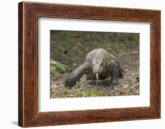 Indonesia, Komodo Dragon National Park. Close-up of Komodo dragon.-Jaynes Gallery-Framed Photographic Print