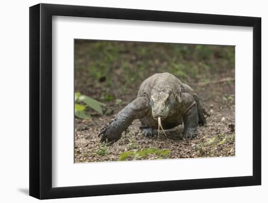 Indonesia, Komodo Dragon National Park. Close-up of Komodo dragon.-Jaynes Gallery-Framed Photographic Print