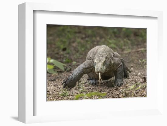 Indonesia, Komodo Dragon National Park. Close-up of Komodo dragon.-Jaynes Gallery-Framed Photographic Print