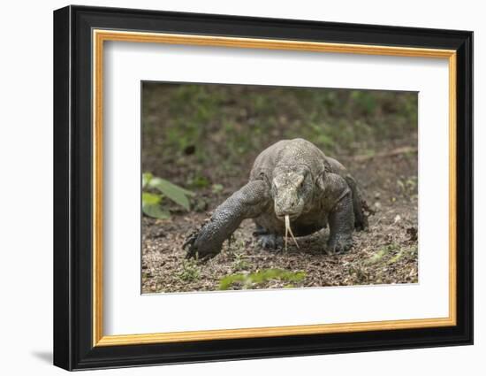 Indonesia, Komodo Dragon National Park. Close-up of Komodo dragon.-Jaynes Gallery-Framed Photographic Print