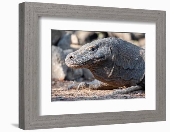 Indonesia, Komodo Island, Komodo National Park, Loh Liang. Komodo dragon-Cindy Miller Hopkins-Framed Photographic Print