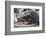 Indonesia, Komodo Island, Komodo National Park, Loh Liang. Komodo dragon-Cindy Miller Hopkins-Framed Photographic Print