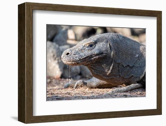 Indonesia, Komodo Island, Komodo National Park, Loh Liang. Komodo dragon-Cindy Miller Hopkins-Framed Photographic Print