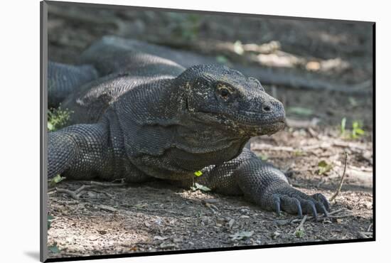 Indonesia, Komodo Island. Komodo NP, UNESCO. Famous Komodo Dragon-Cindy Miller Hopkins-Mounted Photographic Print