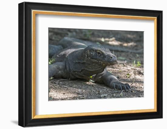 Indonesia, Komodo Island. Komodo NP, UNESCO. Famous Komodo Dragon-Cindy Miller Hopkins-Framed Photographic Print