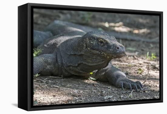 Indonesia, Komodo Island. Komodo NP, UNESCO. Famous Komodo Dragon-Cindy Miller Hopkins-Framed Premier Image Canvas