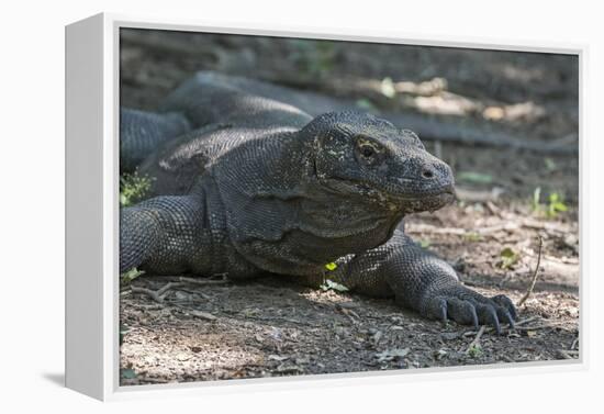 Indonesia, Komodo Island. Komodo NP, UNESCO. Famous Komodo Dragon-Cindy Miller Hopkins-Framed Premier Image Canvas