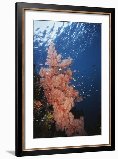 Indonesia, Komodo Islands, Gorgonian Soft Coral, Siphonogorgia-Stuart Westmorland-Framed Photographic Print