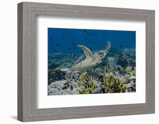 Indonesia, Komodo National Park, Tatawa Besar. Close-Up of Hawksbill Sea Turtle-Jaynes Gallery-Framed Photographic Print