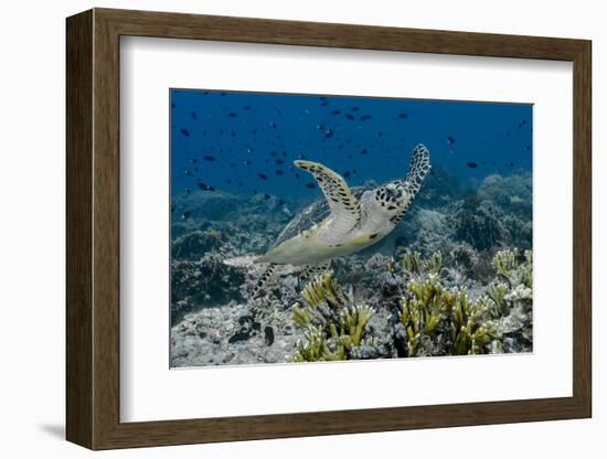 Indonesia, Komodo National Park, Tatawa Besar. Close-Up of Hawksbill Sea Turtle-Jaynes Gallery-Framed Photographic Print
