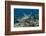 Indonesia, Komodo National Park, Tatawa Besar. Close-Up of Hawksbill Sea Turtle-Jaynes Gallery-Framed Photographic Print