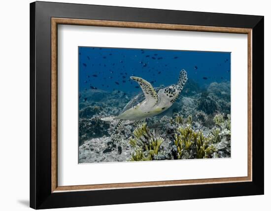 Indonesia, Komodo National Park, Tatawa Besar. Close-Up of Hawksbill Sea Turtle-Jaynes Gallery-Framed Photographic Print